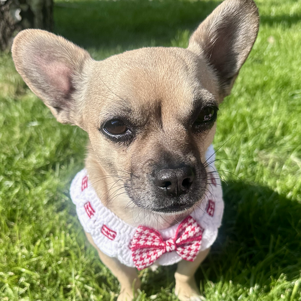 Scalloped Houndstooth Crochet Dog Collar in Red & White