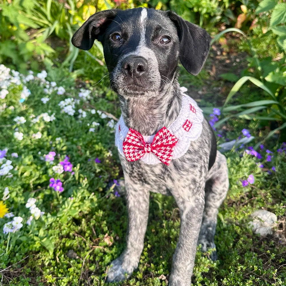 Scalloped Houndstooth Crochet Dog Collar in Red & White
