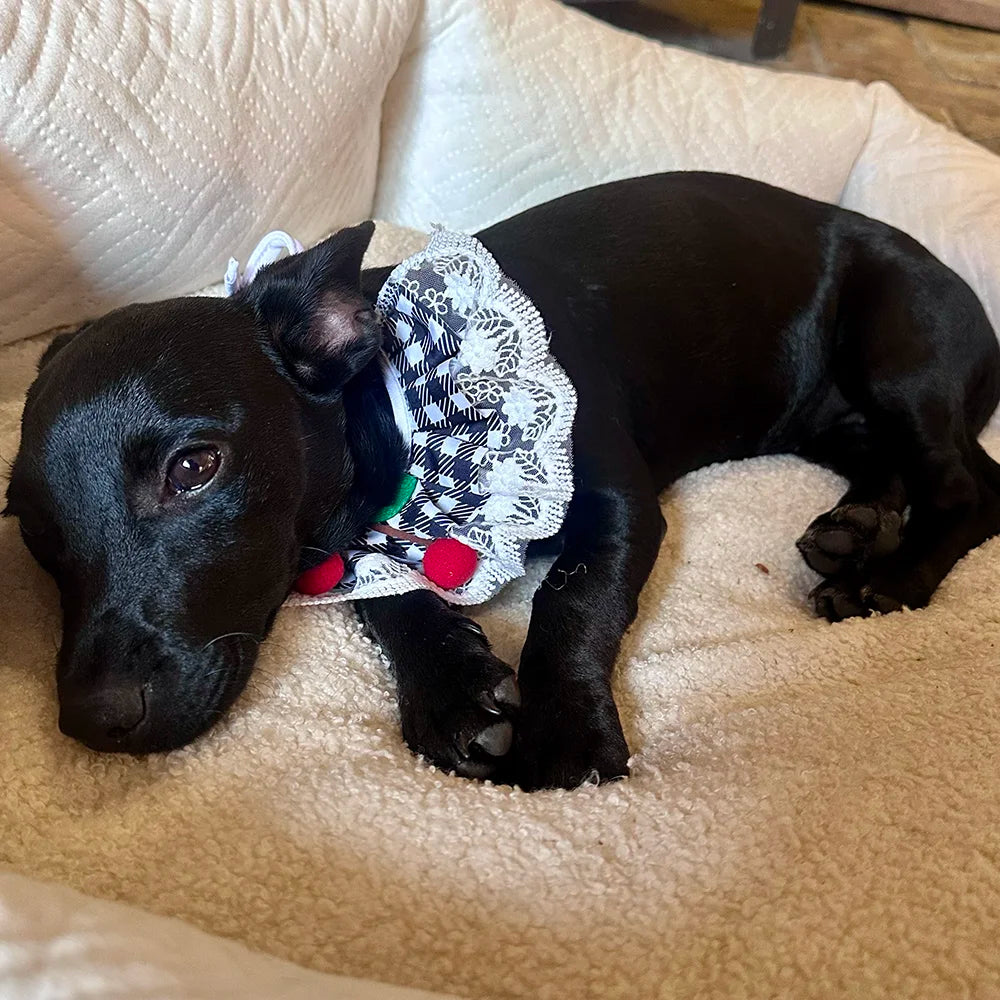 Black Cherry Gingham Lace Ruffle Dog Collar