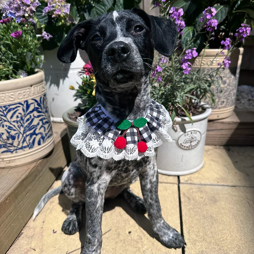 Black Cherry Gingham Lace Ruffle Dog Collar