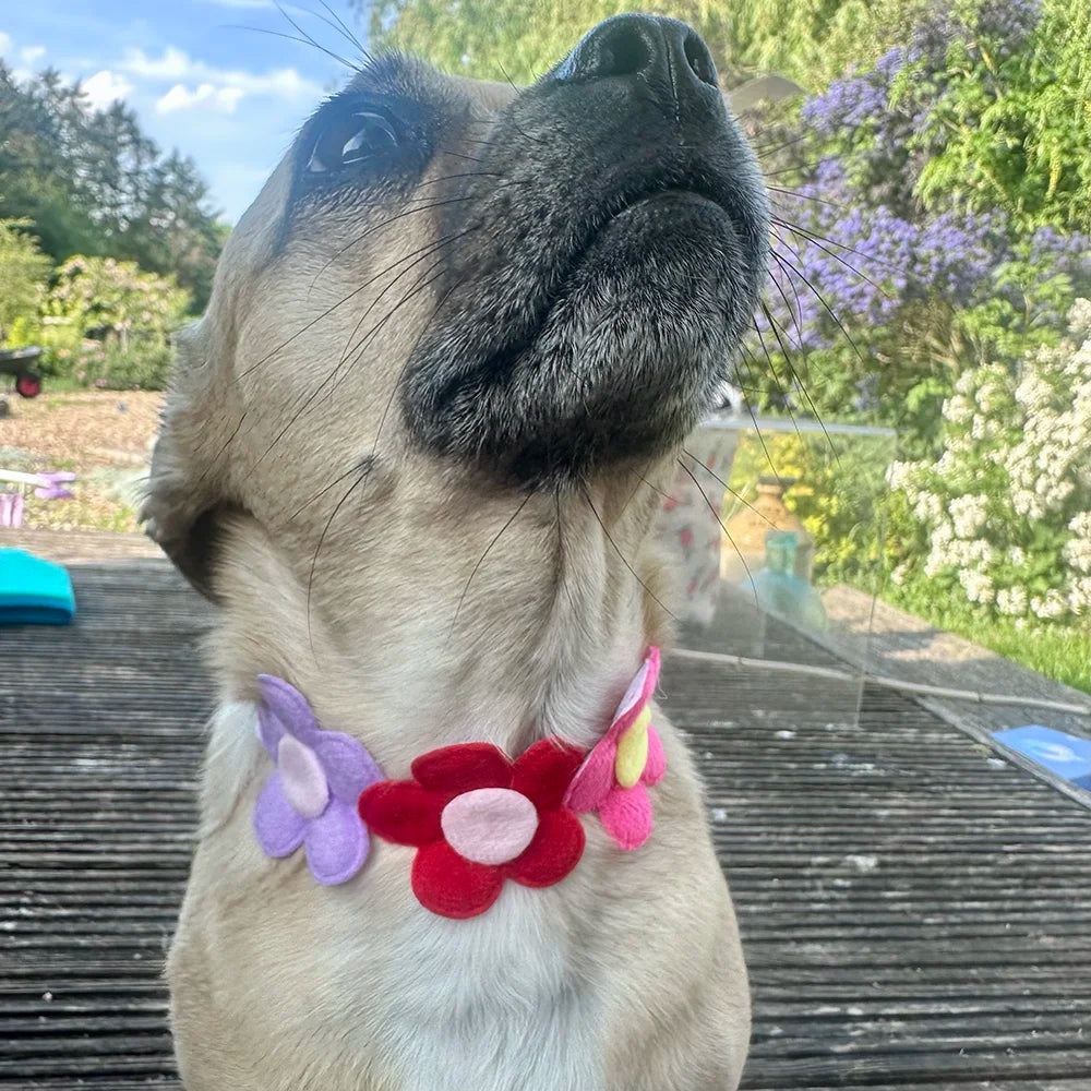 Adjustable Multicoloured Flower Dog Collar