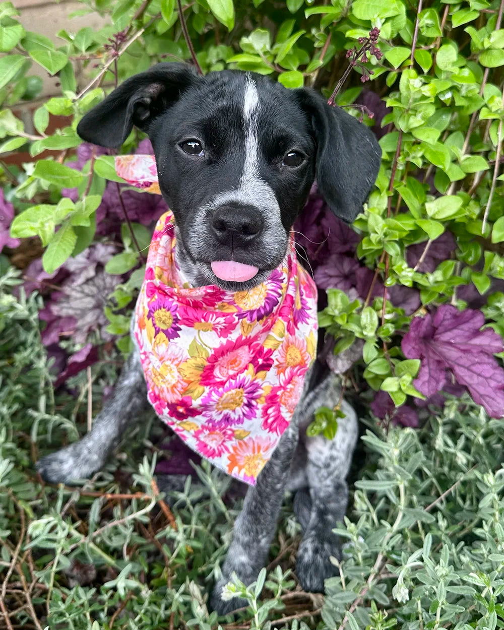 Puppy in floral bandana