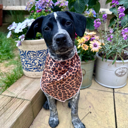 Brown Leopard Print Tie Up Dog Bandana