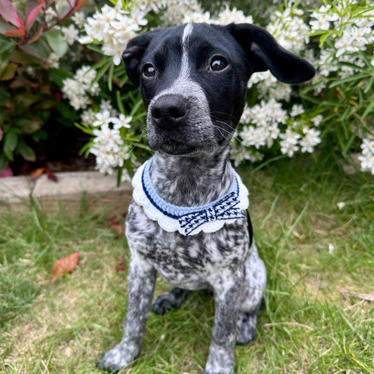 Blue Scalloped Edge Soft Knitted Dog Collar