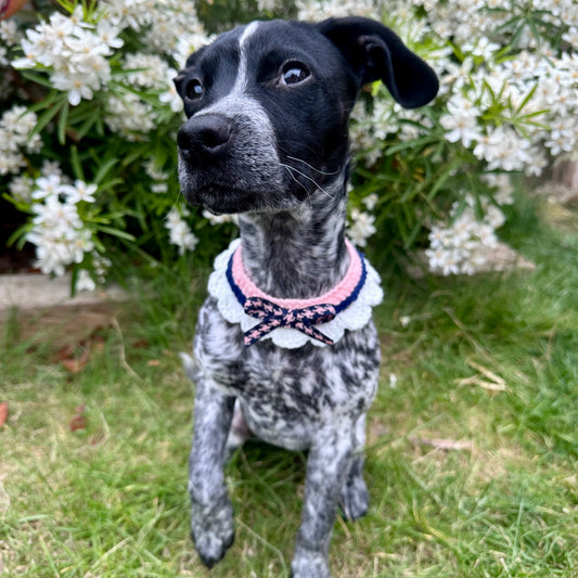 Pink/Black Scalloped Edge Soft Knitted Dog Collar