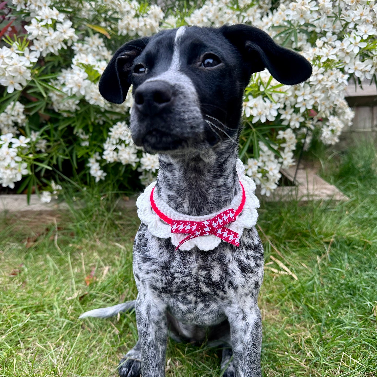 Red Scalloped Edge Soft Knitted Dog Collar