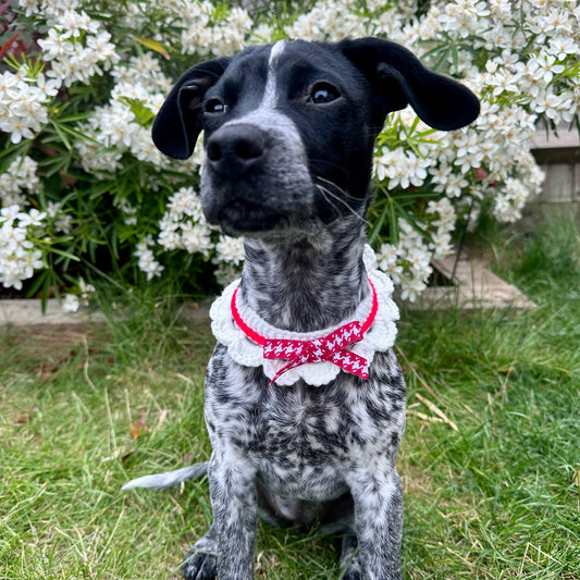 Red Scalloped Edge Soft Knitted Dog Collar